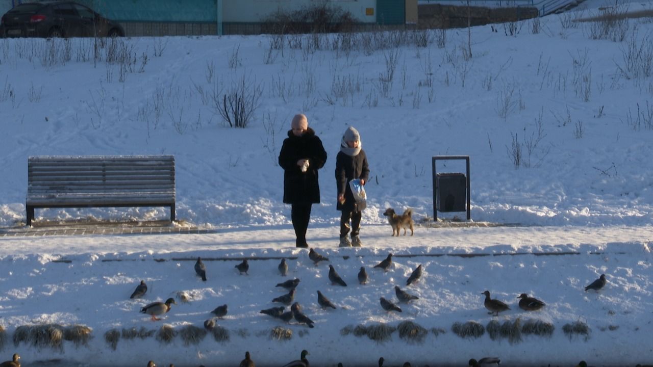 Лениногорцы просят помочь уткам выжить