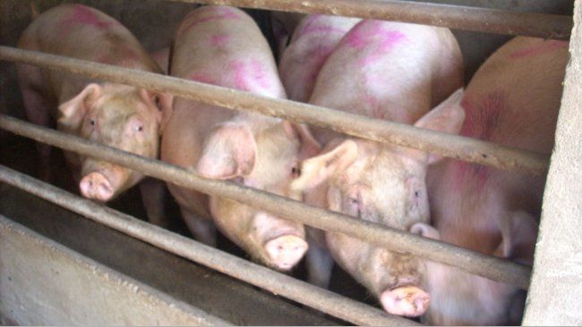 В 50 км от Лениногорска обнаружили африканскую чуму свиней