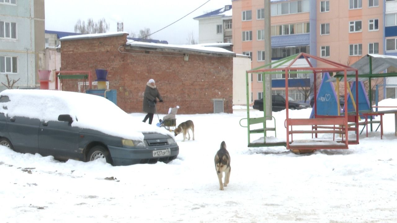 Что делать с бездомными собаками в Лениногорске?