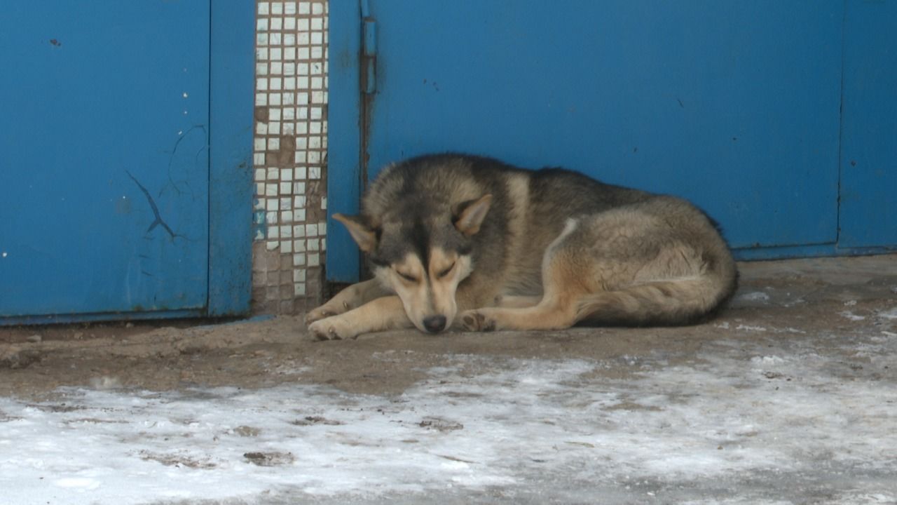 Что делать с бездомными собаками в Лениногорске?