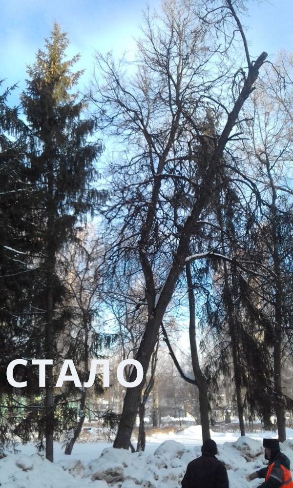 Жители Лениногорска пожаловался на аварийные деревья