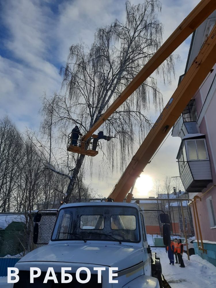 Жители Лениногорска пожаловался на аварийные деревья