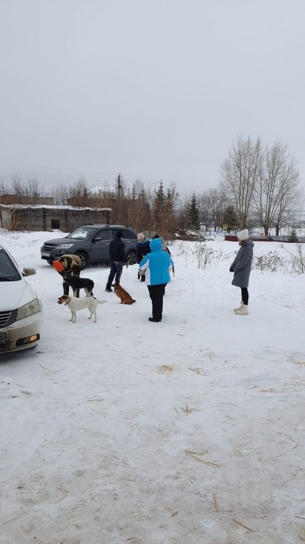 Юные лениногорцы покормили и погуляли с собаками в приюте «Верный друг»