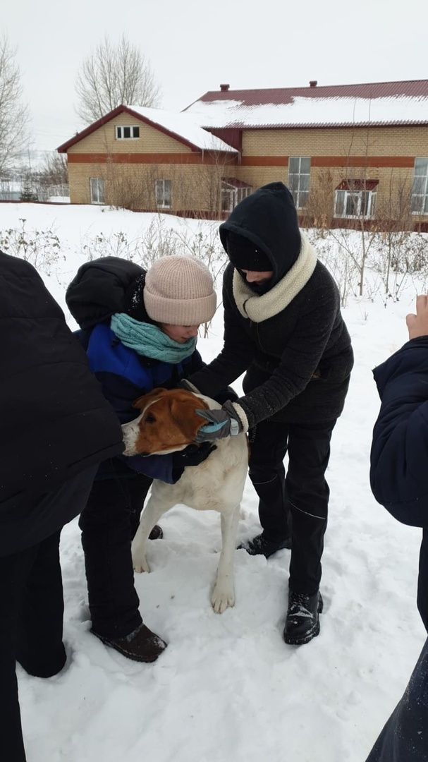 Юные лениногорцы покормили и погуляли с собаками в приюте «Верный друг»