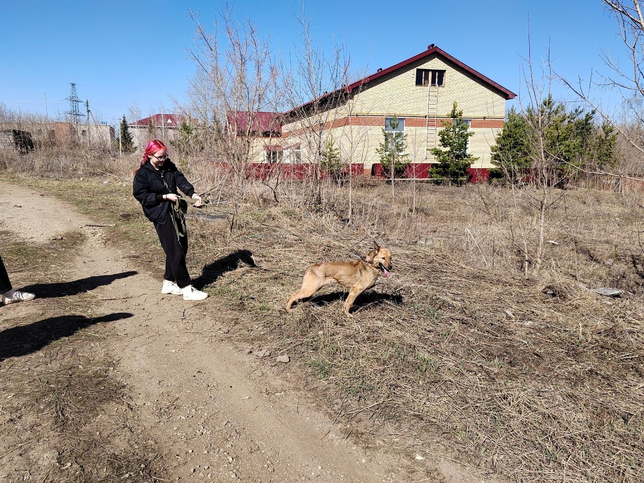 В Лениногорске специалисты психологического центра «Логос» оказали помощь бездомным животным