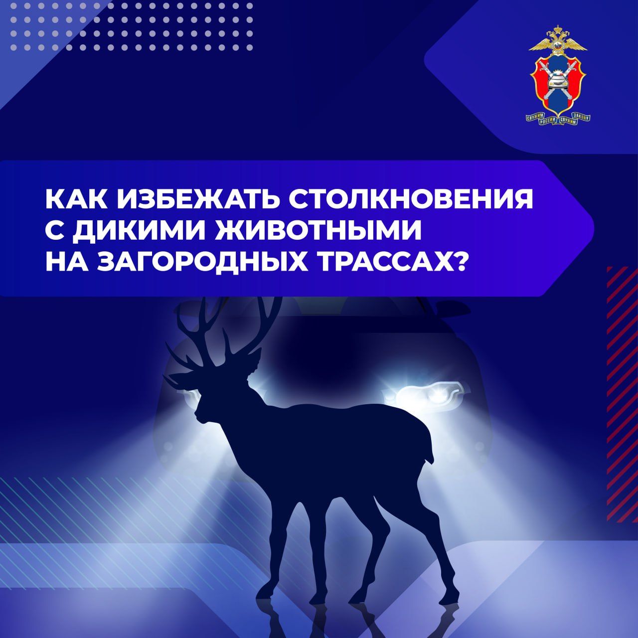 Как избежать столкновения с дикими животными на загородных трассах?