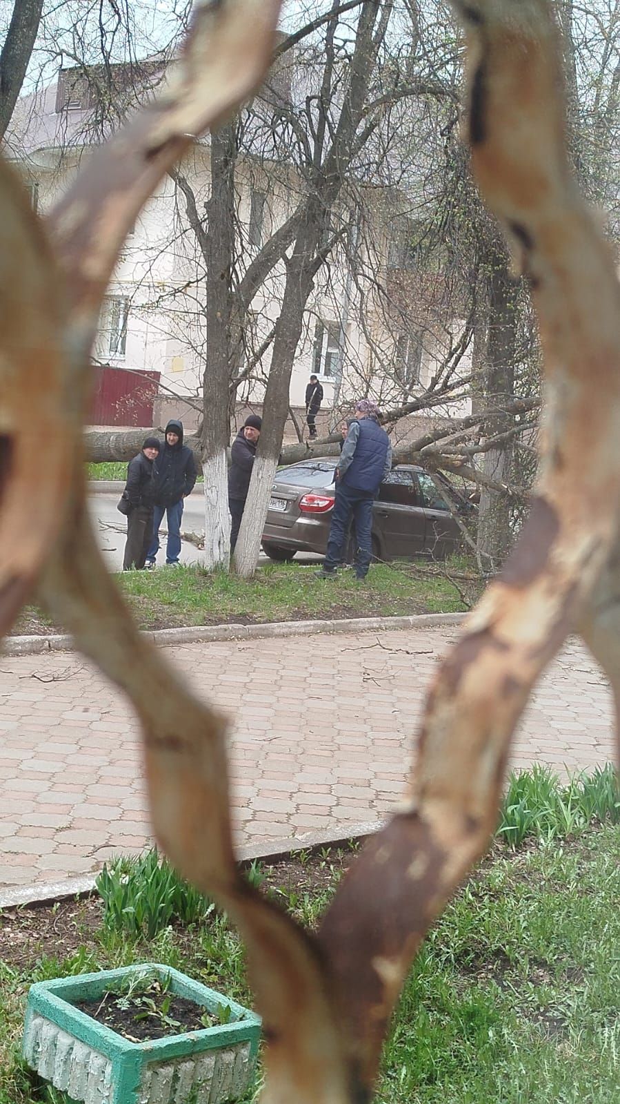 В Лениногорске дерево рухнуло на припаркованную машину