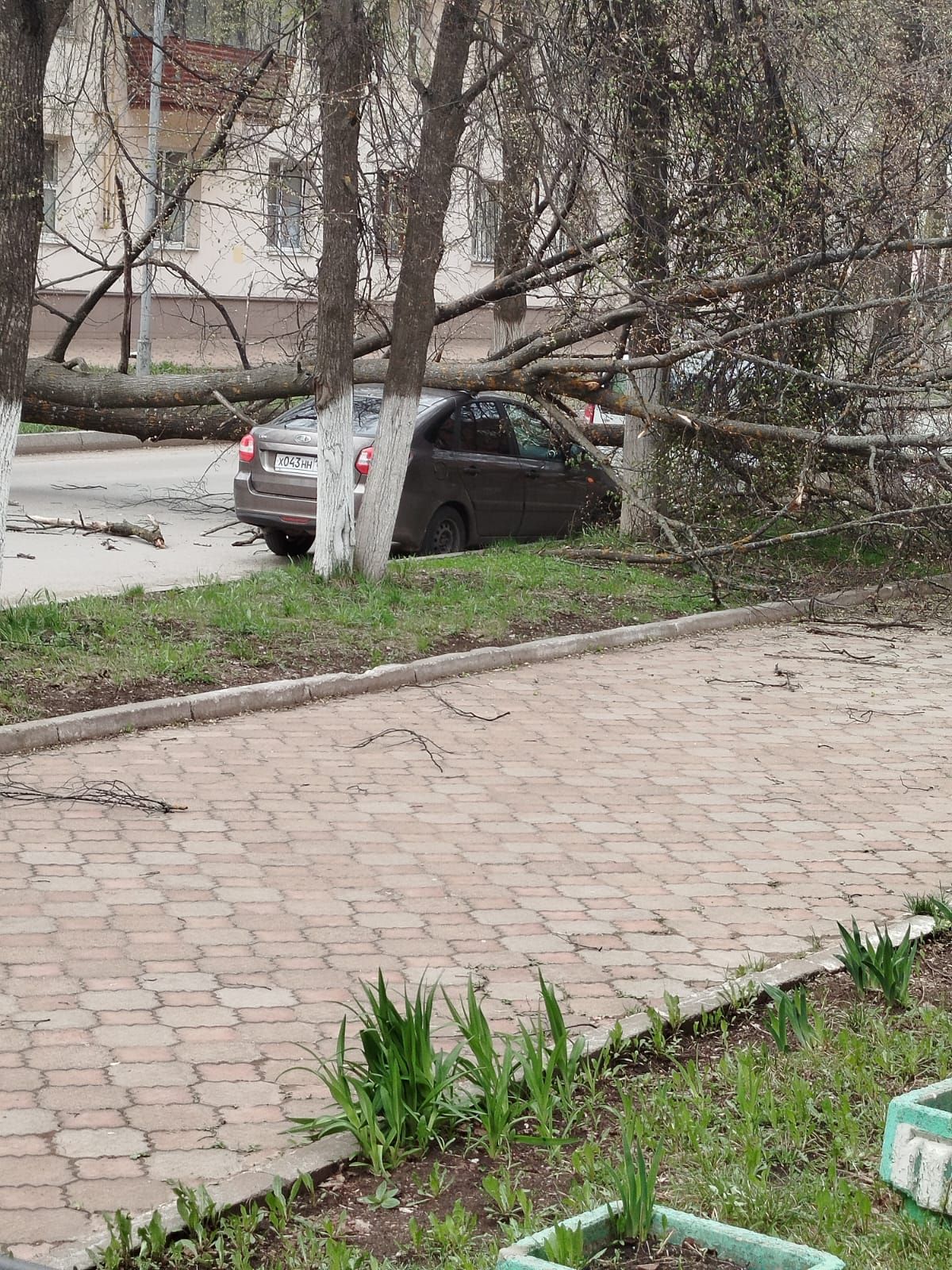 В Лениногорске дерево рухнуло на припаркованную машину