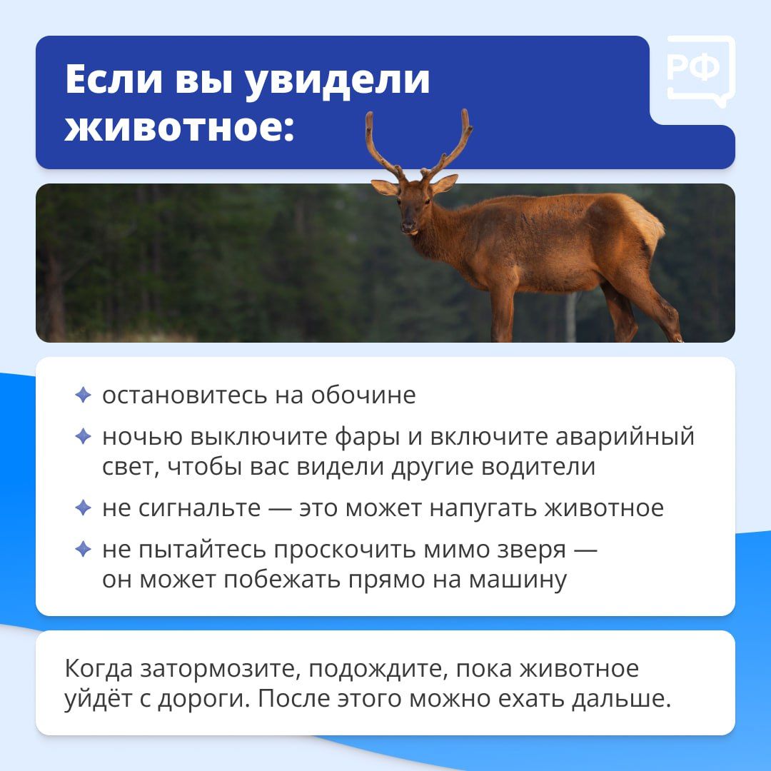 Что делать, если дикий зверь бросился под колёса вашего автомобиля?