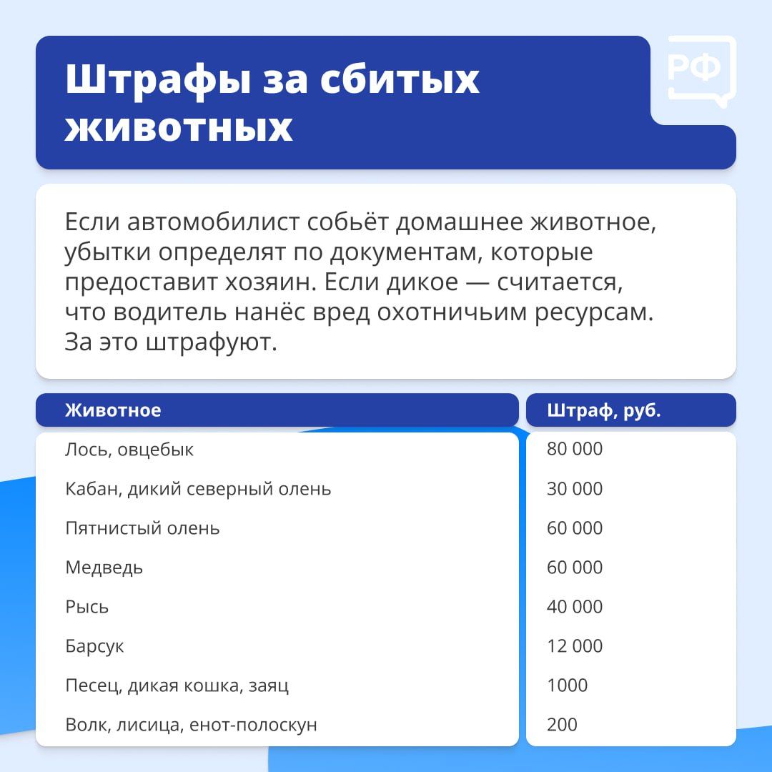 Что делать, если дикий зверь бросился под колёса вашего автомобиля?