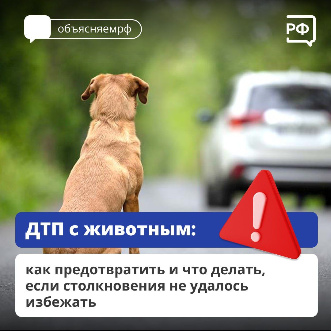Что делать, если дикий зверь бросился под колёса вашего автомобиля?