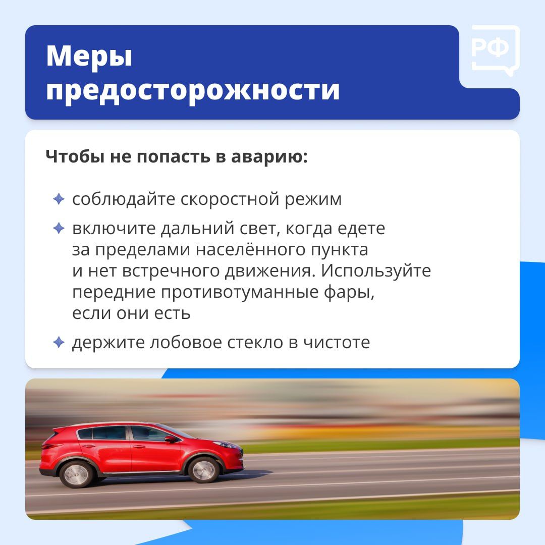 Что делать, если дикий зверь бросился под колёса вашего автомобиля?