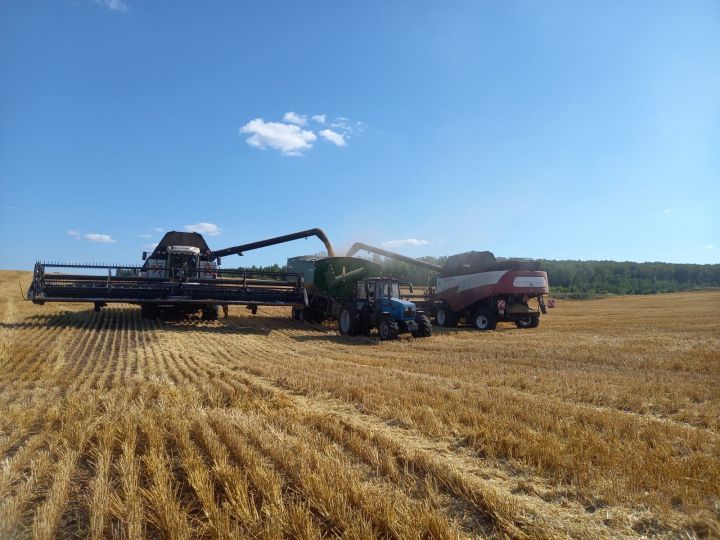 В Лениногорском районе убрали треть озимых культур