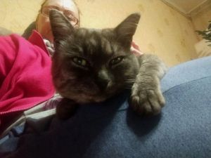 В Лениногорске разыскивают кота. который сбежал из поезда