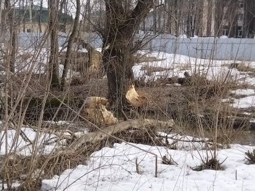 В лесопарковой зоне Лениногорска бобры повреждают деревья