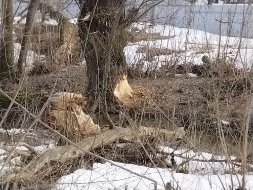 В лесопарковой зоне Лениногорска бобры повреждают деревья