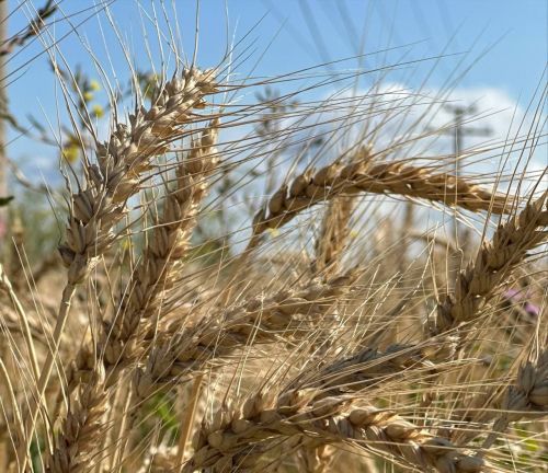 Индекс производства сельскохозяйственной продукции в Татарстане вырос на 7% по отношению к прошлому году