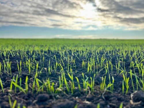 Индекс производства сельскохозяйственной продукции в Татарстане вырос на 7% по отношению к прошлому году