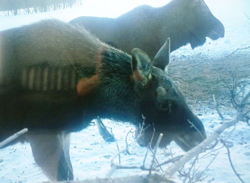 В Лениногорском районе проходит подсчёт диких животных