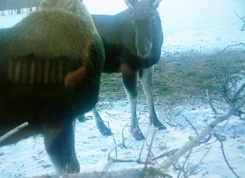 В Лениногорском районе проходит подсчёт диких животных