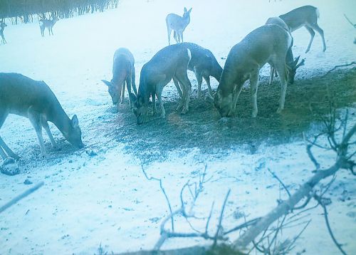 В Лениногорском районе проходит подсчёт диких животных