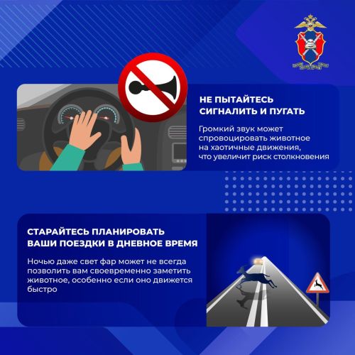 Как избежать столкновения с дикими животными на загородных трассах?