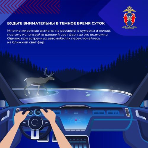 Как избежать столкновения с дикими животными на загородных трассах?