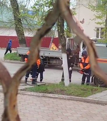 В Лениногорске дерево рухнуло на припаркованную машину
