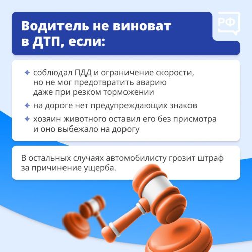 Что делать, если дикий зверь бросился под колёса вашего автомобиля?