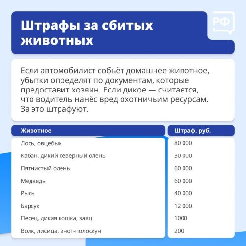 Что делать, если дикий зверь бросился под колёса вашего автомобиля?