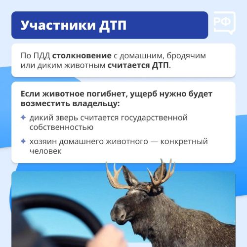 Что делать, если дикий зверь бросился под колёса вашего автомобиля?