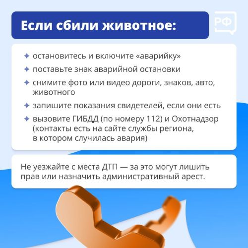 Что делать, если дикий зверь бросился под колёса вашего автомобиля?