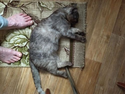 В Лениногорске разыскивают кота. который сбежал из поезда