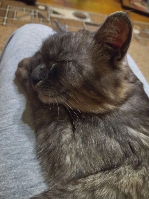 В Лениногорске разыскивают кота. который сбежал из поезда