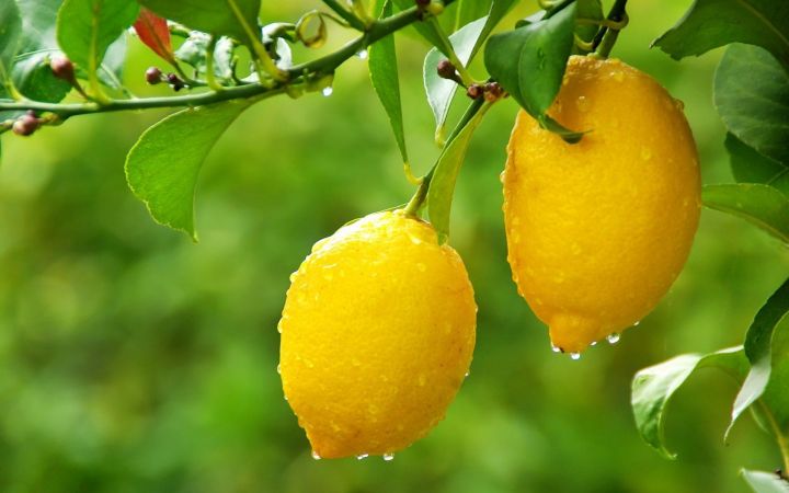 Можно ли вырастить комнатный лимон из семечка?