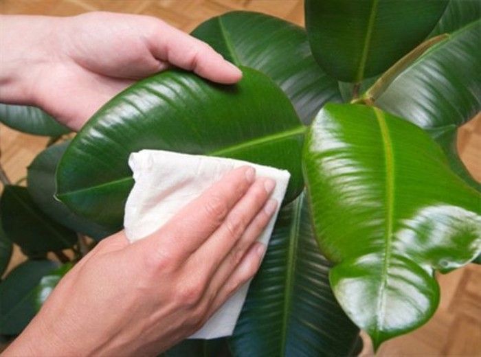 Как сделать полироль для комнатных растений своими руками. Рецепт, для лениногорцев