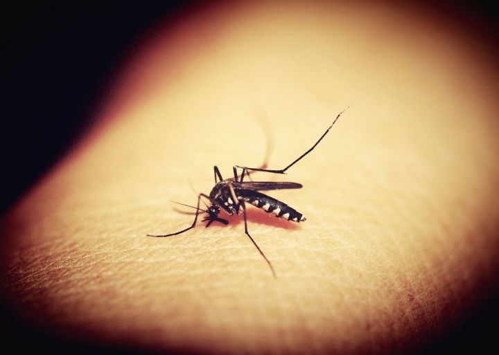 Ученые разработали новую защиту от укусов комаров