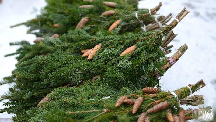 В Татарстане мужчина украл елку перед Новым годом: ему грозит до 5 лет тюрьмы