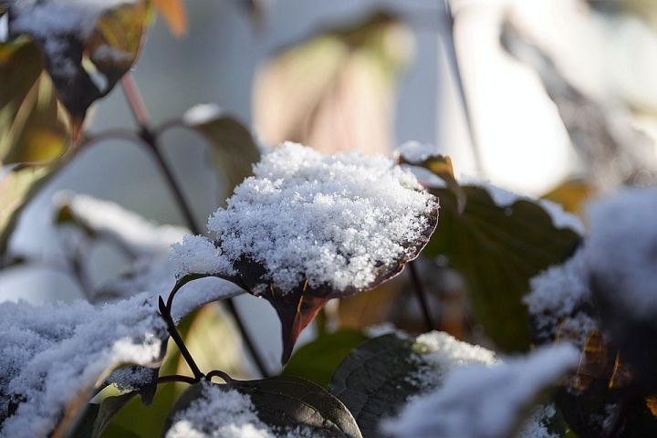 В Татарстане ожидается мокрый снег