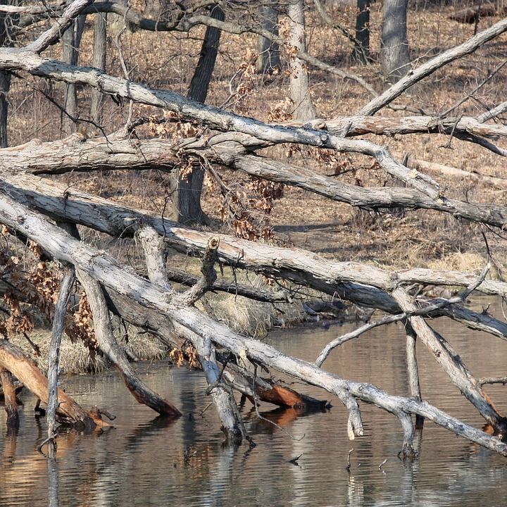 В Татарстане мужчину насмерть придавило деревом