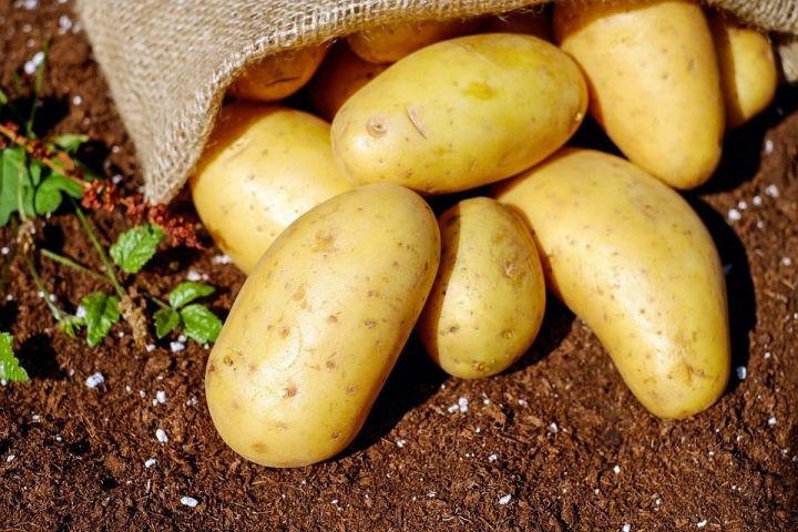 На улучшение отечественного семеноводства картофеля Минсельхоз РФ выделит более полумиллиона рублей