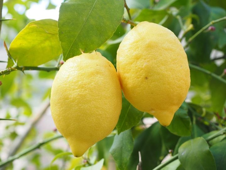 Нестандартные способы использования лимонов, о которых вы не слышали