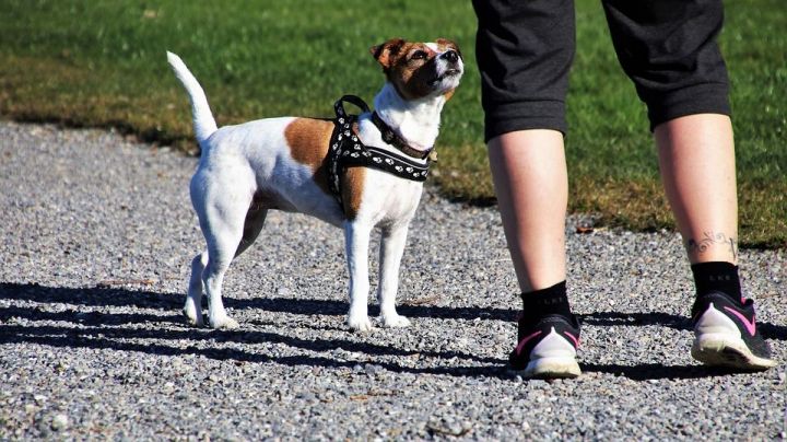 Каждая пятая прогулка с собакой является опасной для здоровья человека