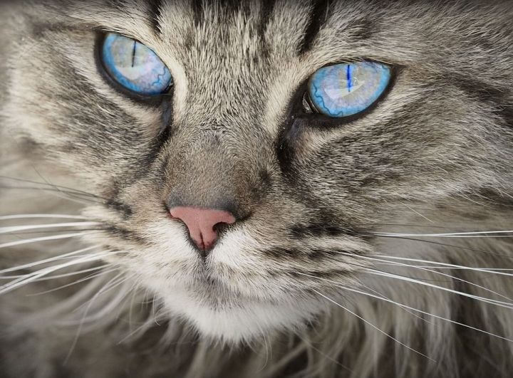 Стали известны самые популярные у россиян породы кошек