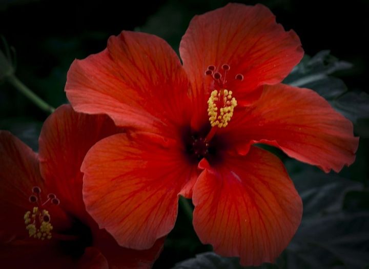 Гибискус – цветок смерти. Почему?