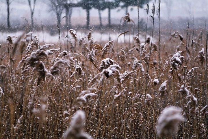 «Существенно похолодает»: Гидрометцентр РТ рассказал о погоде до конца недели