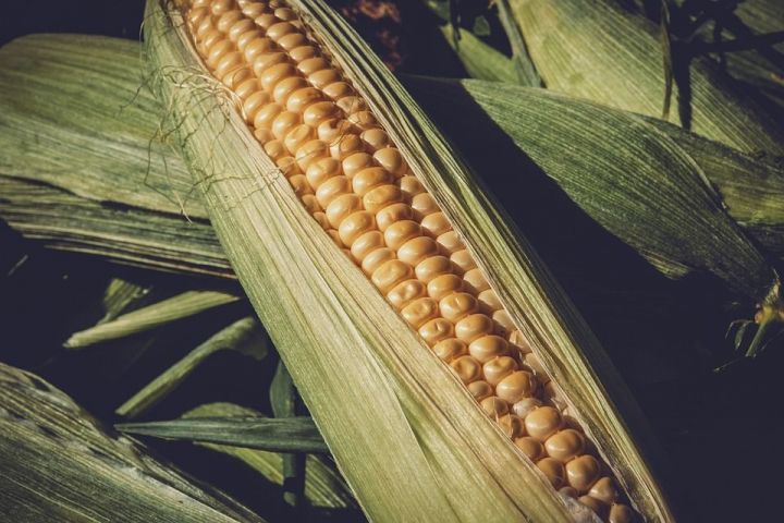 Семена кукурузы под урожай 2019 года для хозяйств Татарстана завезут из Краснодарского края