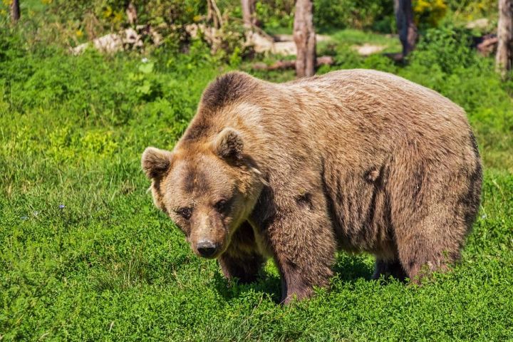 Казанцам покажут фильм о медведях Камчатки и научат делать экокарандаши