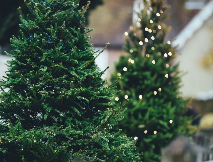 Как выбрать елку на Новый год 2019: где и какую покупать, советы