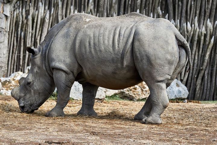 Последний в мире самец Северного белого Носорога по кличке Судан умер.